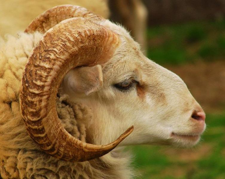 أجمل خروف يباع بـ400 ألف ريال في مزاد علني بمكة