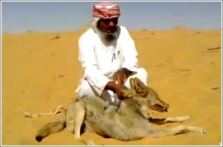 بالفيديو.. صاد الذيب ثم القى قصيدة