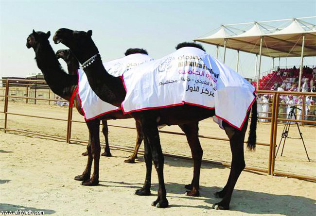 سعودي يشتري إبل بـ 160 مليون درهم