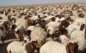 ارتفاع سعر الطلي الصغير لـ38 دينار