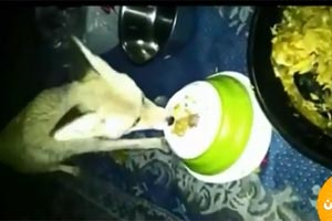 بالفيديو.. شاب كويتي في البر يستضيف ثعلباً ليشاركه عشاءه