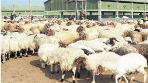 حظر تصدير الطلي السعودي يرفع أسعار سوق الأغنام