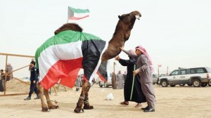 الكويتيون يتصدرون ماراثون الهجن