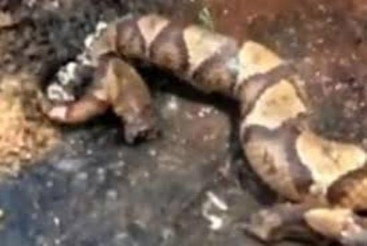 فيديو مرعب.. رأس حية مقطوع يقفز في الهواء ويعض ذيلها