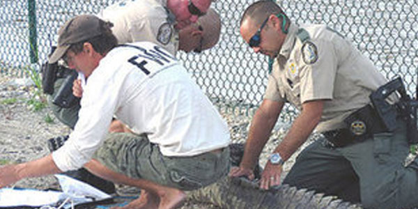 تمساح يقتحم قاعدة للبحرية الاميركية في فلوريدا