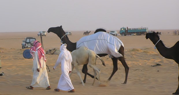 تسجيل أول 3 اصابات بــ”كورونا” بين الإبل في قطر