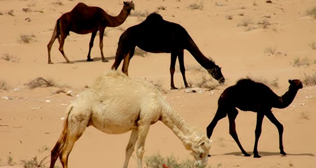 السعودية تعزل 7 جمال مشتبه بإصابتها بـ”كورونا”