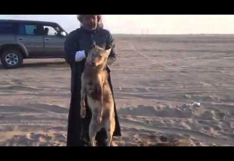 فيديو مثير: كويتيين يصطادون ذئب شمال الكويت