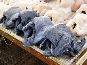 الدجاج الأسود.. للأثرياء فقط