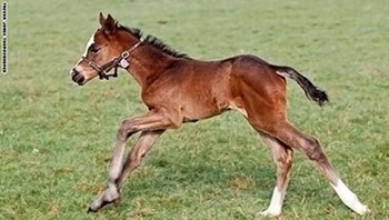 صورة : صغير المهر هذا بمليون دولار..