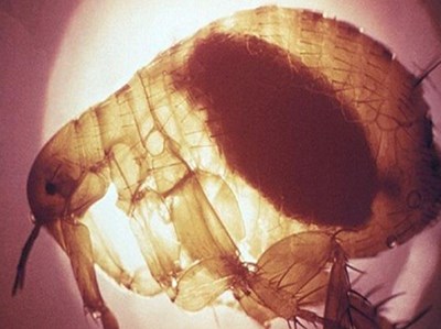 قلق من عودة بكتيريا بدأت في مصر وقتلت 100 مليون