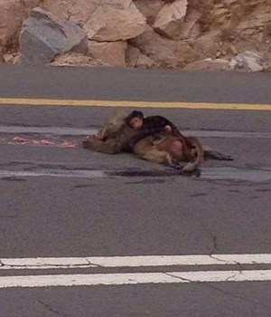 صورة: قرد يحتضن أمه بعد مصرعها فيوقف حركة السير بالطائف