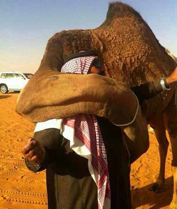 جمل يعانق صاحبه بمجرد رؤيته بعدما باعه !