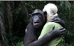 شمبانزي تحتضن طبيبتها بعد أن أنقذتها من الموت