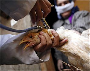 قنصليتنا في الصين للمواطنين:تجنبوا السفر الى مقاطعتي ‘غوانغ دونغ’و’جاجيانغ’ خشية من انفلونزا الطيور