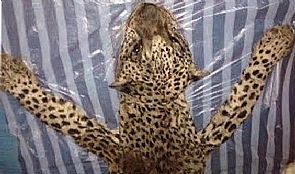 العثور على النمر عربي المفقود بالسعودية مسلوخاً …