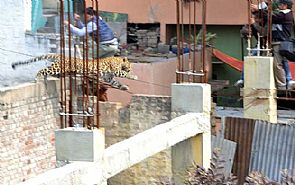 نمر يقتحم مستشفى ويثير الرعب في مدينة هندية