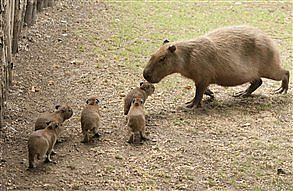 بريطانيا: تحذير من جرذان بحجم الإنسان!