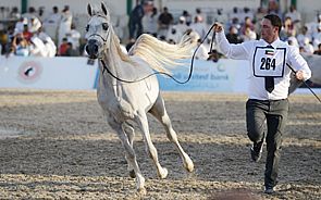 مهرجان الكويت لجمال الخيل العربية ينطلق غداً