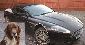كلبة تتسبّب بتدمير سيارة’ أستون مارتن’ بقيمة 80 ألف يورو