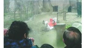 بالصور: في مشهد مفزع.. شاب فقد عقله وقدم نفسه وجبة للنمور