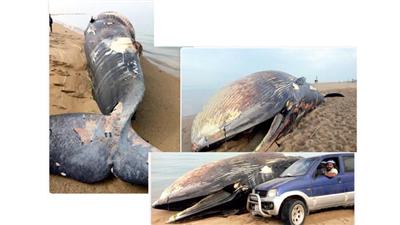 حوت نافق على شاطئ فيلكا