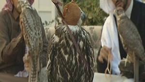 30 فندقاً متعددة النجوم للصقور في السعودية