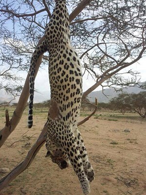 صور قتل نمر عربي نادرفي منطقة مكة تثير الجدل