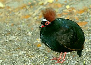 طائر ‘إرهابي’ يثير الذعر بمزرعة بريطانية