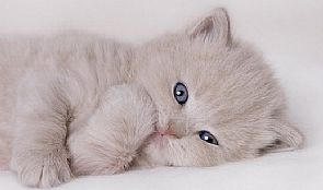 قط أليف ينقذ مالكته من حريق