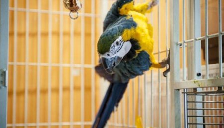 الببغاء “هرقل” يكشف لغز “الجريمة الكاملة”