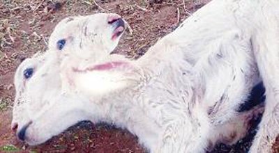 ولادة ماعز برأسين و4 أعين و4 آذان في السعودية