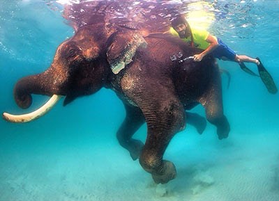 صور: ولي عهد دبي يسبح تحت الماء مع فيل نادر