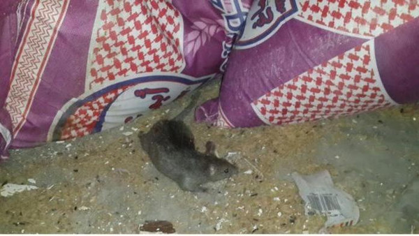 250 كيس أرز ملوث بسبب الفئران في مطعم بمكة