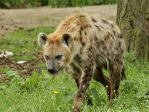 بسبب نصيحة «مشعوذ».. ضبع يلتهم جزءاً من جسد شاب