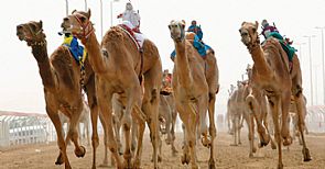 بطولة الكويت لسباقات الهجن تنطلق غدا