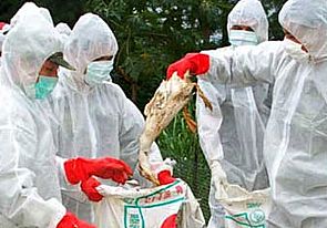 اجراءات احترازية باليابان ضد انفلونزا الطيور