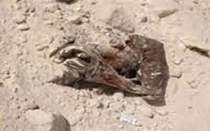 سعودي يبلغ عن جثة بحوش منزله ويتفاجأ بالقاتل!