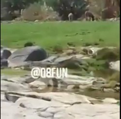 فيديو: سعودي يمتلك مزرعة زارها الرسول الأكرم وغير اسمها من «غبرة» إلى «خضرة».. شاهدها