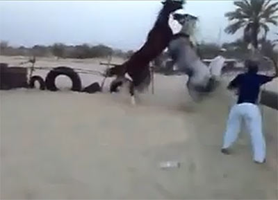 فيديو.. اسطبل في الجهراء يشهد معركة عنيفة بين حصانين