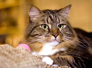 تكريم قطة أنقذت طفلا في مباراة بيسبول