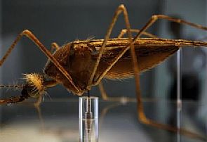 انتاج بعوض معدل وراثيا للقضاء على الملاريا