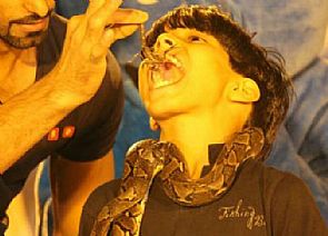 طفل سعودي يأكل الثعابين والعقارب:يتمتع بموهبة استثنائية تمكنه من تقبيل الكوبرا