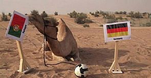 الجمل شاهين يتوقع فوز البرتغال