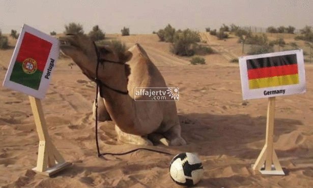 حيوانات المونديال تفشل في اختبار البرتغال