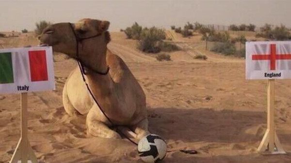 البعير شاهين بديل الأخطبوط بول في كأس العالم 2014