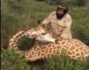 فيديو: سعودي بـ”زي عسكري” يصطاد زرافة ضخمة