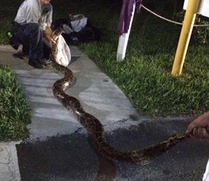 العثور على حية ضخمة في حفل شواء بـ”فلوريدا”