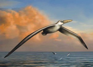 العثور على عظام أكبر طير عاش على الأرض