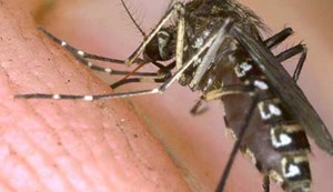 5 خرافات حول لدغات البعوض